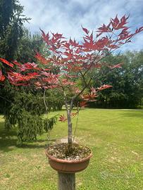 Bonsai