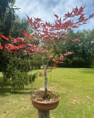 Bonsai