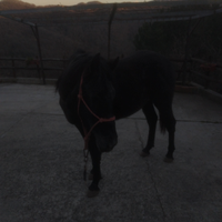 Cavallo