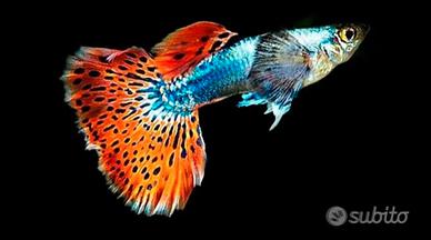 Pesci guppy galaxy red mosaic