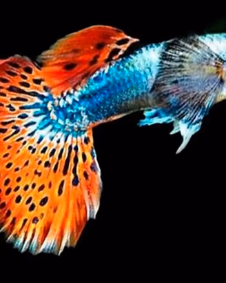 Pesci guppy galaxy red mosaic