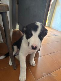 Bordercollie due mesi