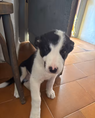 Bordercollie due mesi