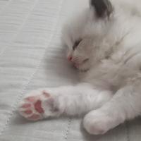 Ragdoll teneri cuccioli