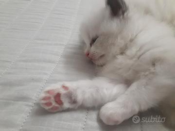 Ragdoll teneri cuccioli