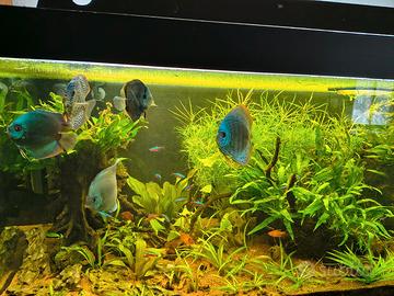 Discus