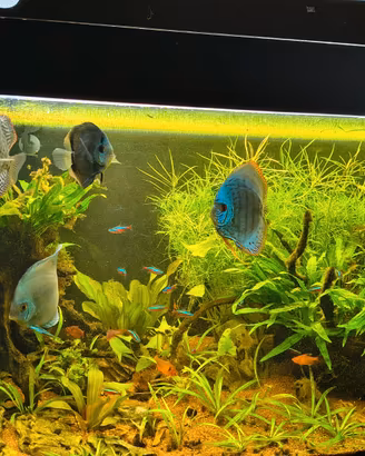 Discus
