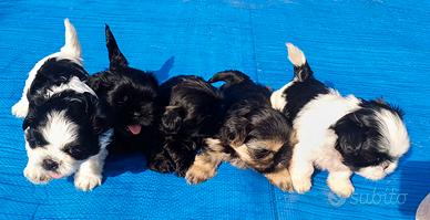 Cuccioli shih-tzu shitzu shihtzu con pedigree