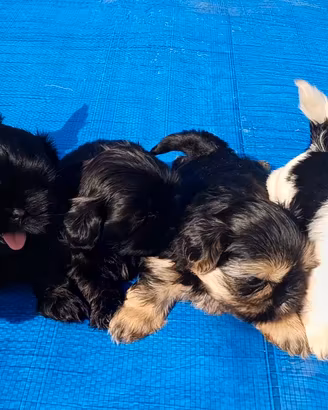 Cuccioli shih-tzu shitzu shihtzu con pedigree