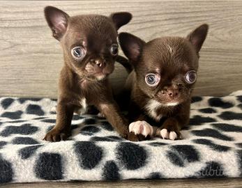 Chihuahua cuccioli con pedigree