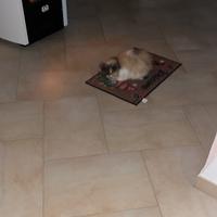 Gatto persiano
