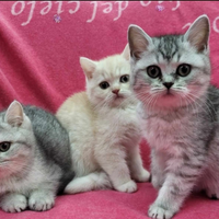Cuccioli gatti scottish pelo corto straight