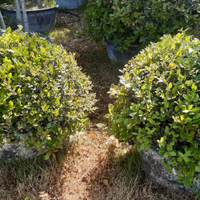 Piante per addobbi eventi