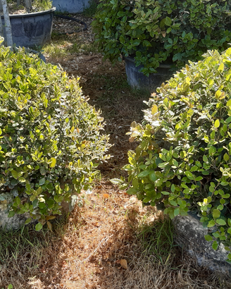 Piante per addobbi eventi