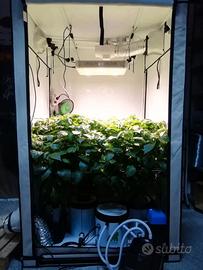 GROW-BOX per colture idroponiche e non