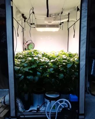 GROW-BOX per colture idroponiche e non