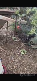 Gallina amrock