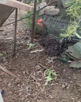 Gallina amrock
