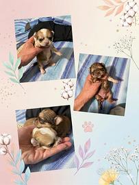 Chihuahua pelo lungo