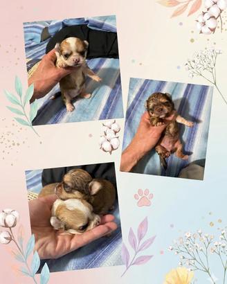 Chihuahua pelo lungo