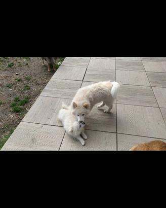 Shiba-inu bianchi cuccioli