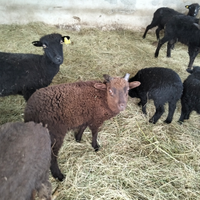 Pecore nane d'Ouessant