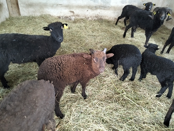 Pecore nane d'Ouessant