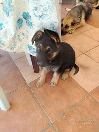 Cuccioli pastore tedesco