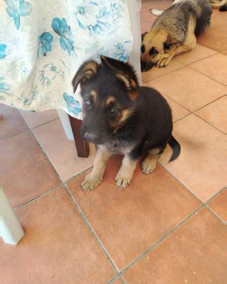 Cuccioli pastore tedesco
