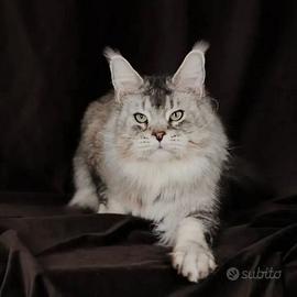 Maine Coon maschio per monta