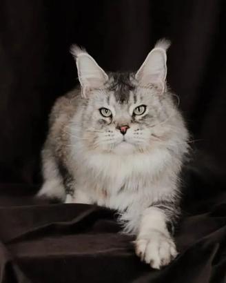 Maine Coon maschio per monta