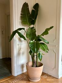 Pianta Strelitzia augusta  XXL - 215cm