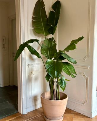 Pianta Strelitzia augusta  XXL - 215cm