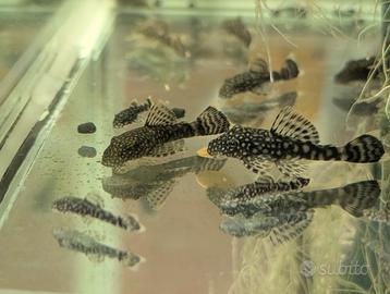 Giovani ancistrus sp