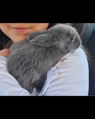 Coniglietto ariete toy