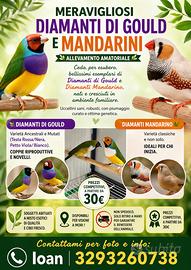 Diamanti di Gould e Mandarini