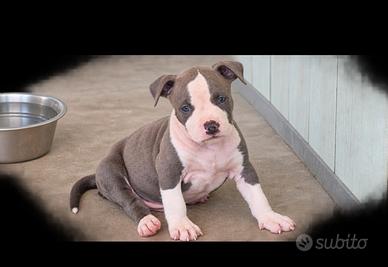 Cuccioli Amstaff blue