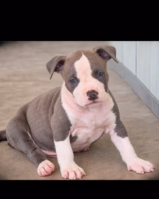 Cuccioli Amstaff blue