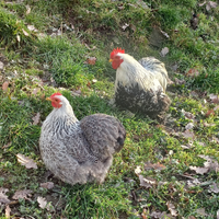 Coppia cocincina nana perniciato grigio