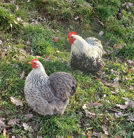 Coppia cocincina nana perniciato grigio