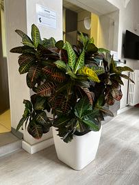 Areca completa di vaso con riserva d’acqua