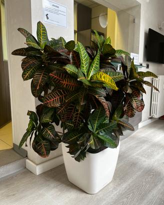 Areca completa di vaso con riserva d’acqua
