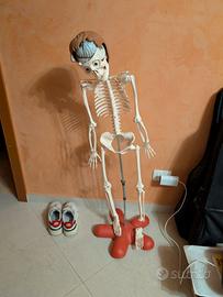 Raccolta "IL CORPO UMANO"