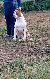Pitbull per monta
