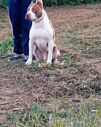 Pitbull per monta