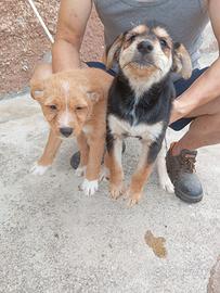 Cuccioli in adozione - Goito (MN)