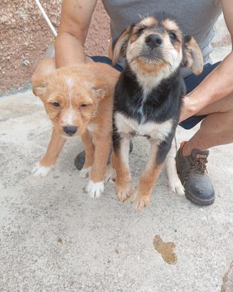 Cuccioli in adozione - Goito (MN)