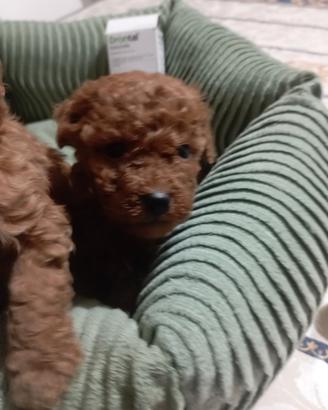 Barboncino Nano Red e Toy Red