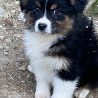 Cuccioli australian shepherd con certificato