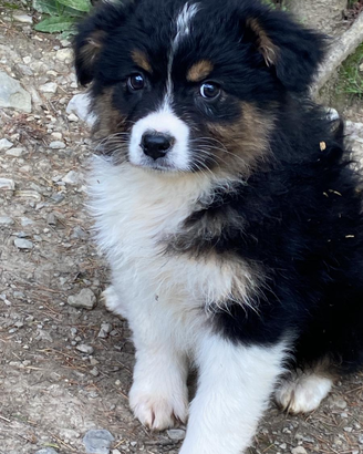 Cuccioli australian shepherd con certificato